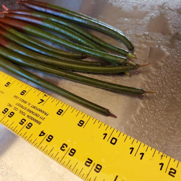 7”-11” Red Mangroves With Roots, No Leaves - Image 6