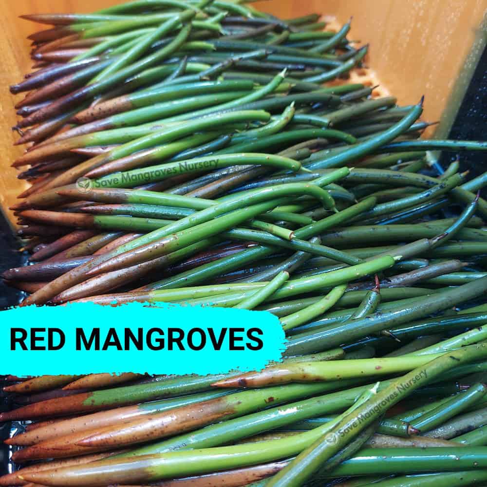 7”-11” Red Mangroves With Roots, No Leaves