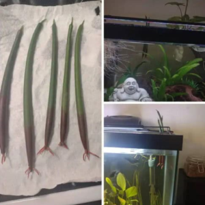 "Arrived quickly and were packaged securely. Very healthy pieces. I look forward to watching them grow" – Tabatha