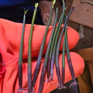 "These came in great shape and are still growing strong in my aquariums!!" – Nikki