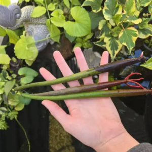"Arrived quickly and in great condition with healthy looking roots!" – Taylor