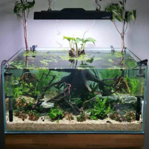 "Two beautiful 28" and 29" red mangrove trees. Arrived very healthy, and very quick with the new UPS shipping (Hawaii to East Coast only took about a week). Extremely well-packaged to ensure safe delivery. Trees had plenty of water and grew lots of new roots during transit. All branches and leaves intact. Owners undoubtedly care about the plants. The same can certainly be said of their customer service. They've responded and chatted with me non-stop for the last month+ (well before purchasing, during shipping, and well after the trees were delivered). Always willing to answer ANY question with professionalism and dedication to customer education. Owners also talked and collaborated with me at length about my vision for a tropical freshwater mangrove fish tank. Thank you so much for everything!" – Jay