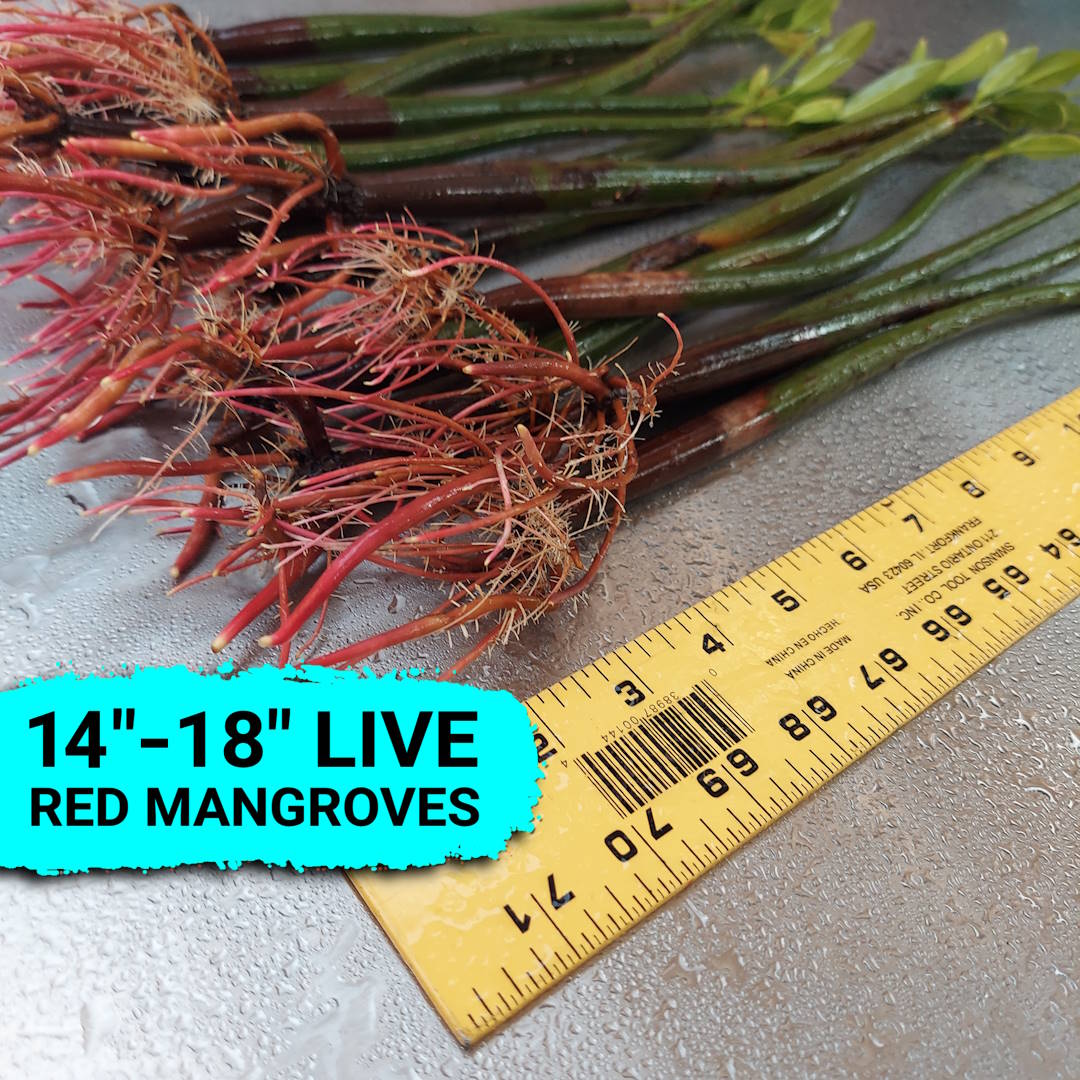 Red mangrove plants for sale measuring 14 to 18 inches with established roots and leaves