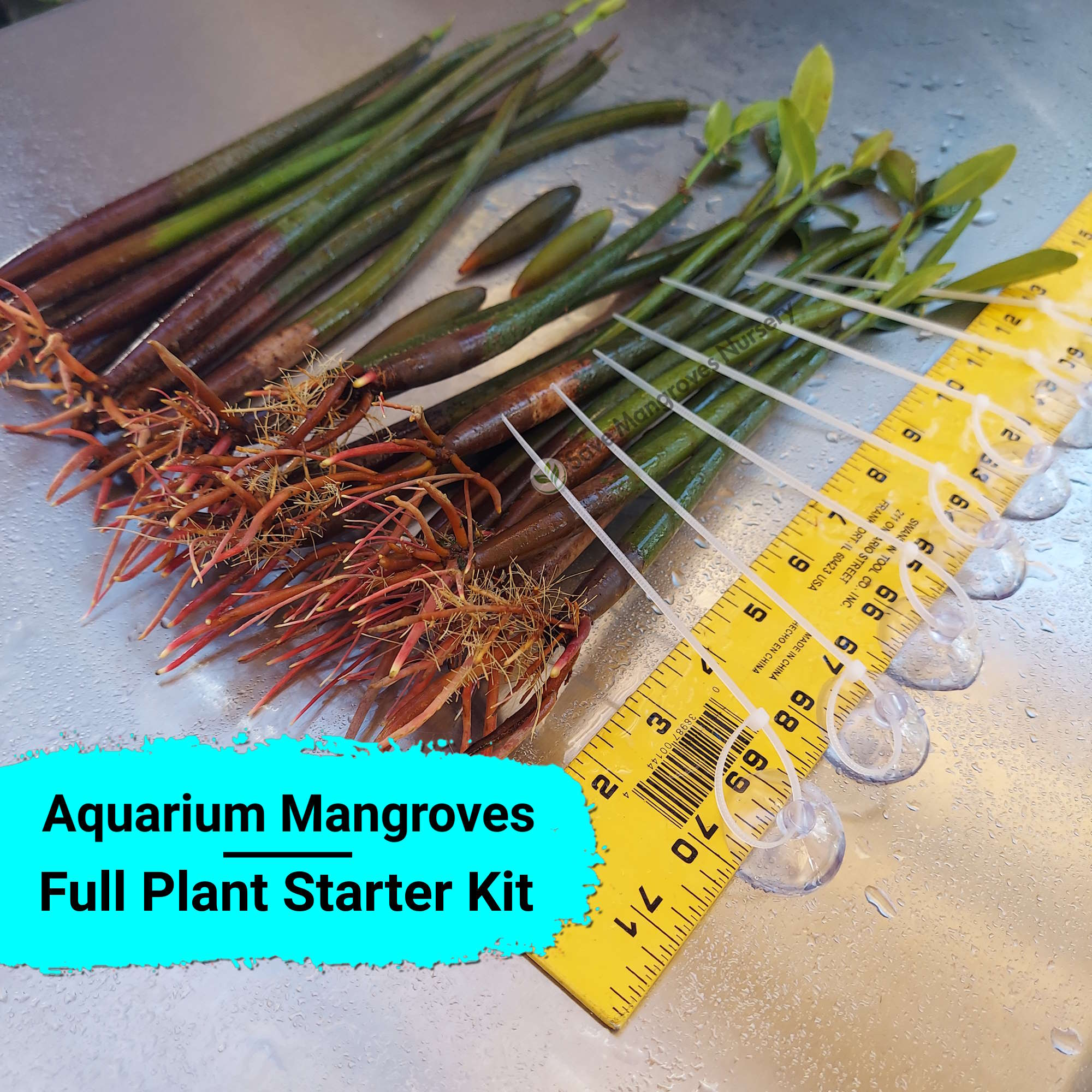 Aquarium Mangrove Plants Starter Kit