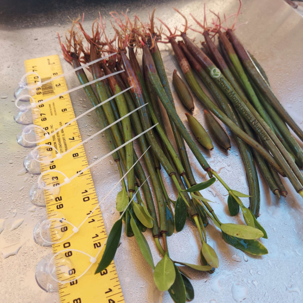 Science Teachers Mangrove Classroom Kit - Image 7