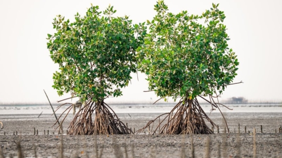 How To Create A Red Mangrove Bonsai Tree For Beginners