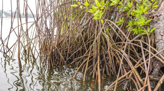 Avoid These Common Maintenance Problems with Your Mangroves!