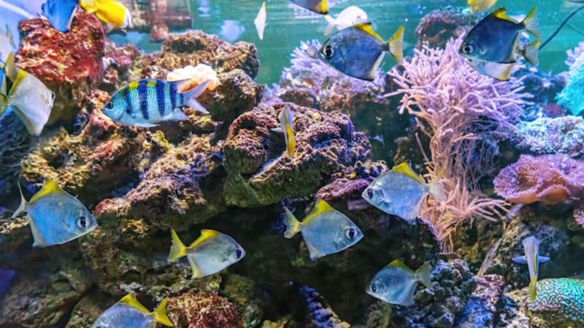 Monodactylus argenteus, silver moonyfish, silver moony, butter bream, diamondfish in marine aquarium. Tropical fish in oceanarium pool with coral reef and algae. Marine, sea, underwater life