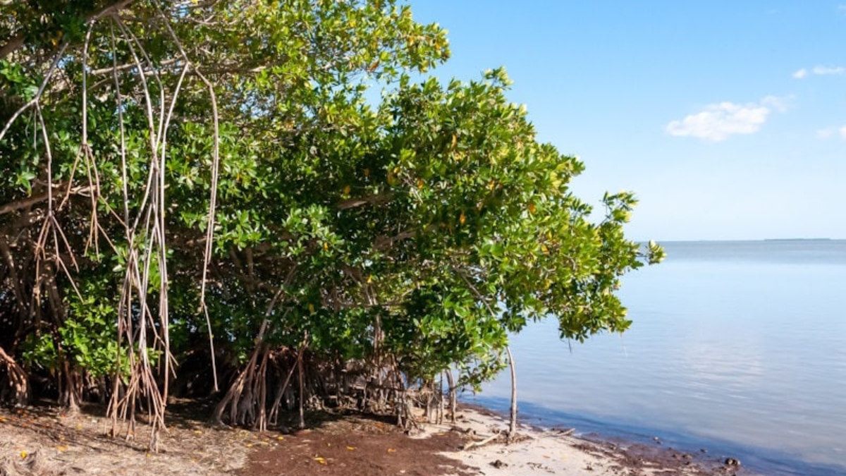 Bring the Coast to Your Aquarium with Mangroves - Here's How - Save Mangroves Nursery