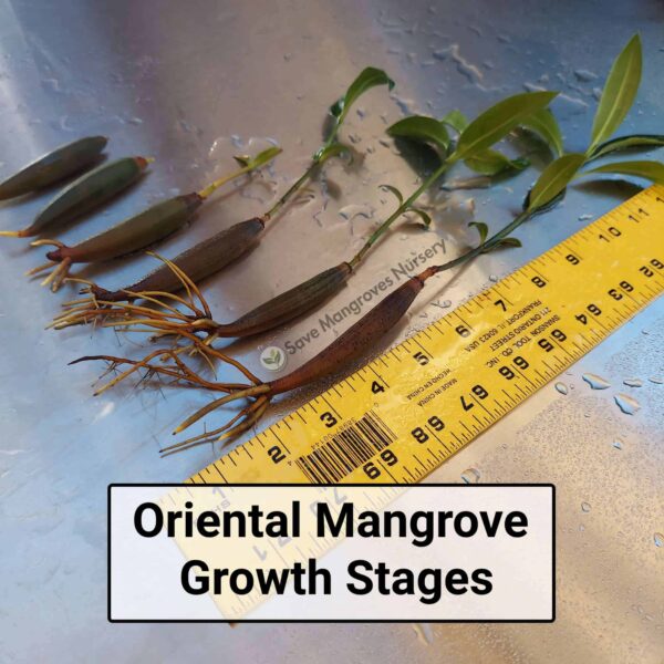 Science Teachers Mangrove Classroom Kit - Image 11