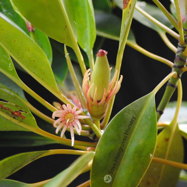 Red & Oriental Mangrove Combo Bundle - Image 13
