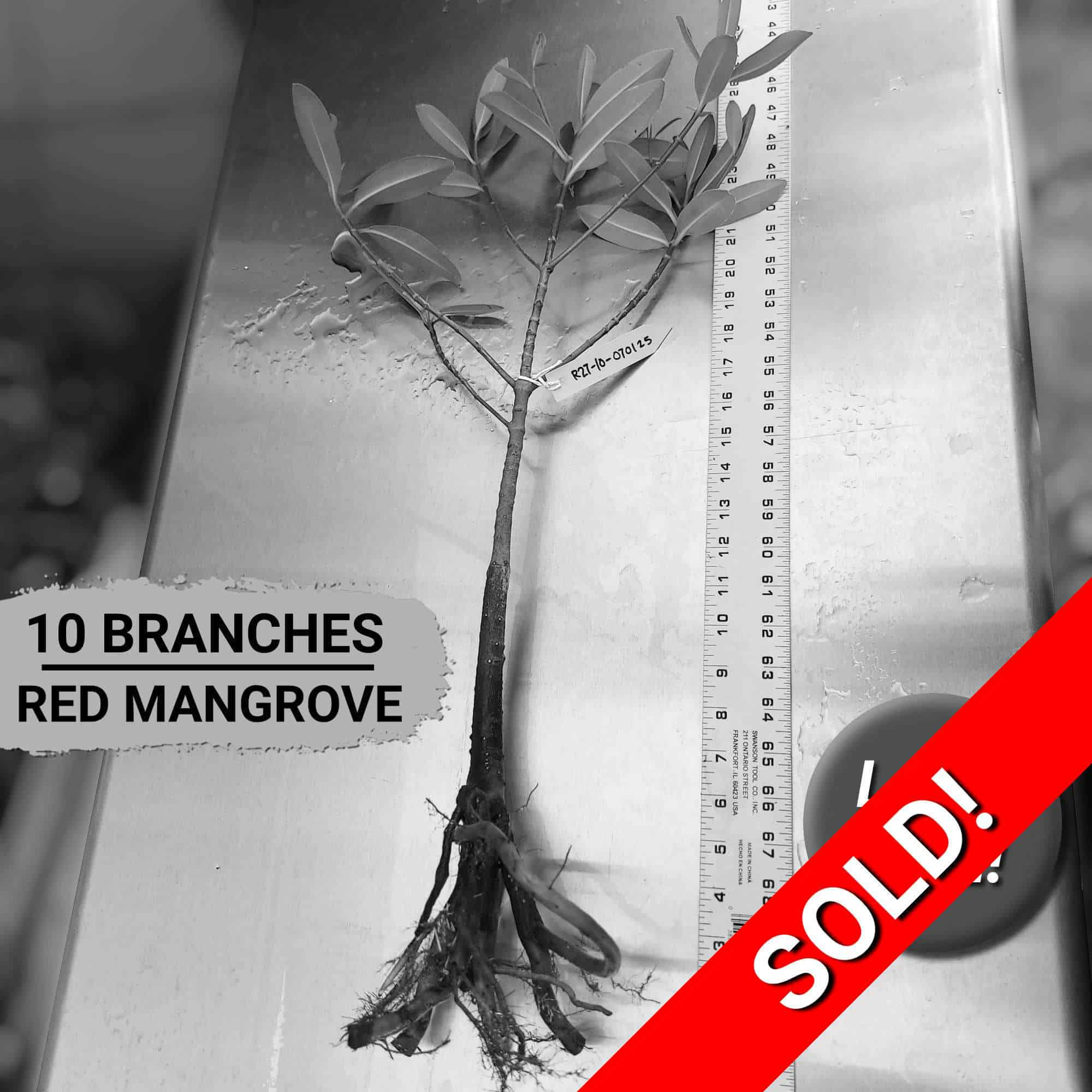 27" Red Mangrove Tree - Fully Mature Plant