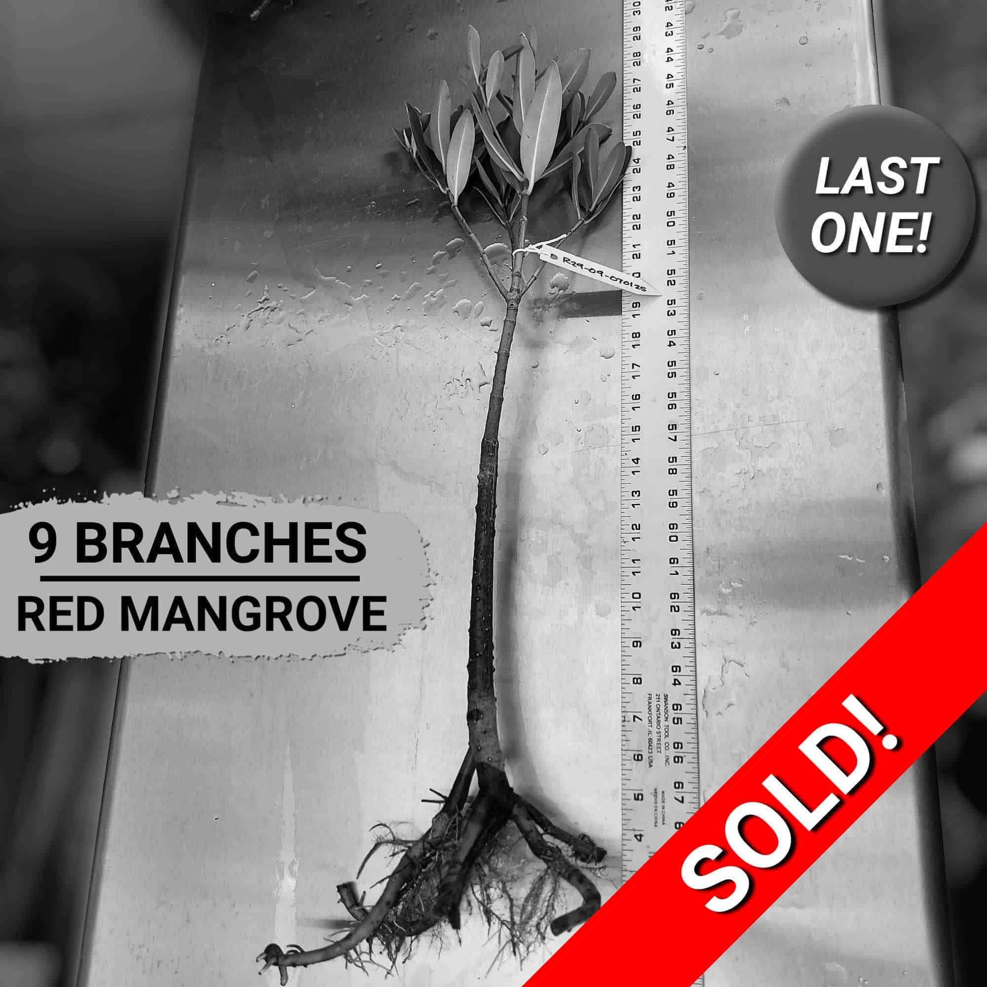 29" Red Mangrove Tree - Fully Mature Plant