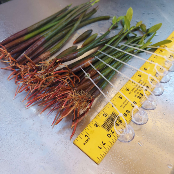 Science Teachers Mangrove Classroom Kit - Image 8