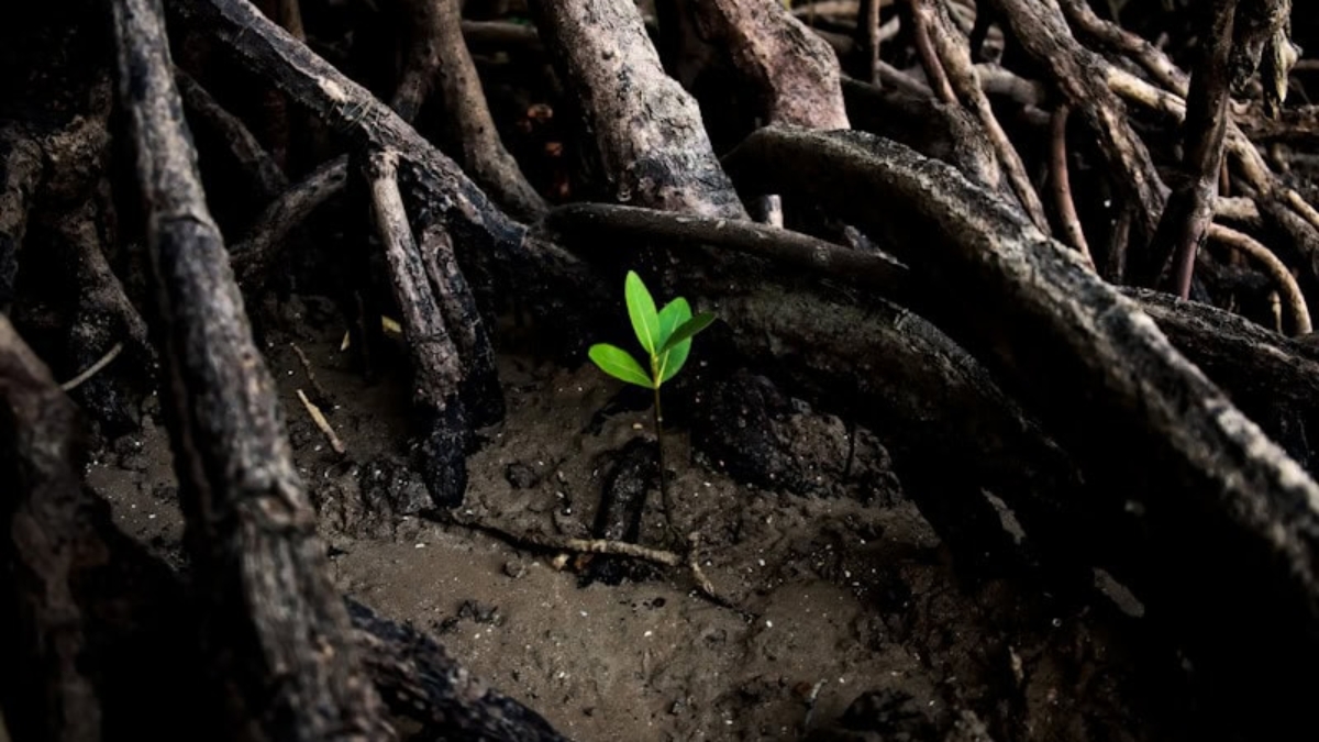 What Is The Lifespan Of A Mangrove Tree - Save Mangroves Nursery