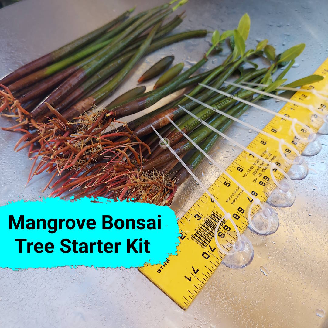 Mangrove bonsai tree starter kit with live red mangrove plants and suction cups shown next to a measuring ruler.