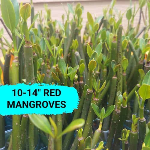 10 to 14 inch red mangrove plants with established roots for aquarium use
