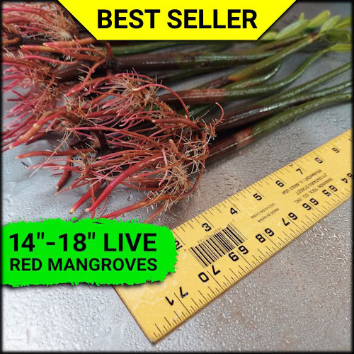 Red mangrove plants for sale measuring 14 to 18 inches with established roots and leaves