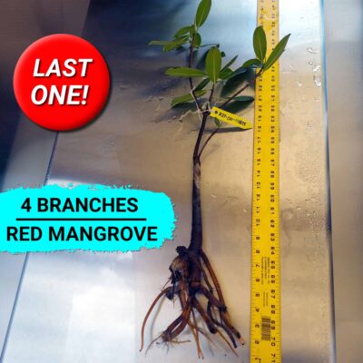 27 Inch Red Mangrove Bonsai Tree with 4 Branches