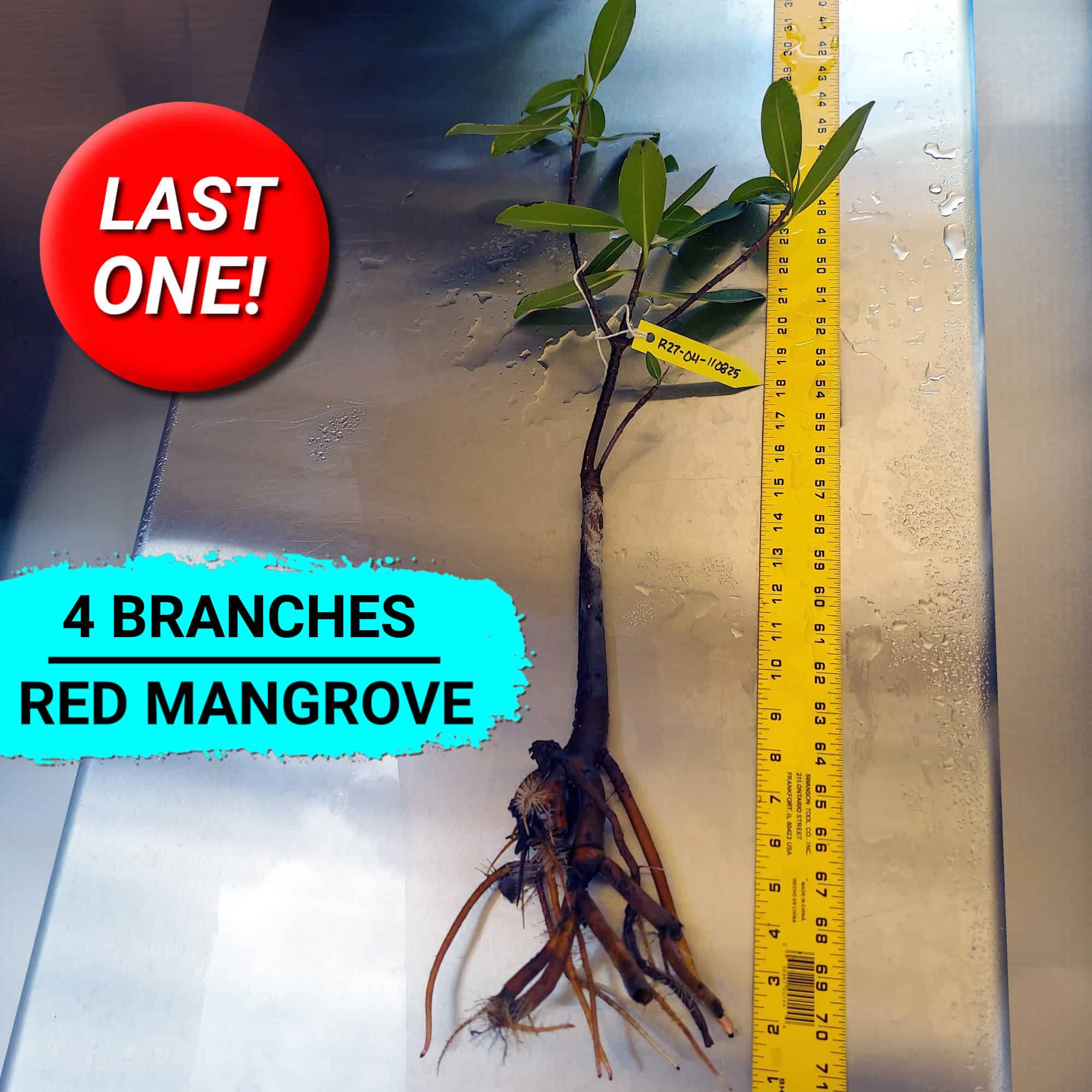 27 Inch Red Mangrove Bonsai Tree with 4 Branches