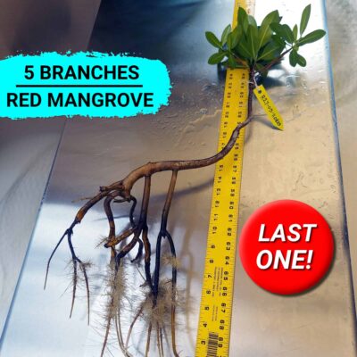 27 inch Red Mangrove Slanted Angle Bonsai Tree.