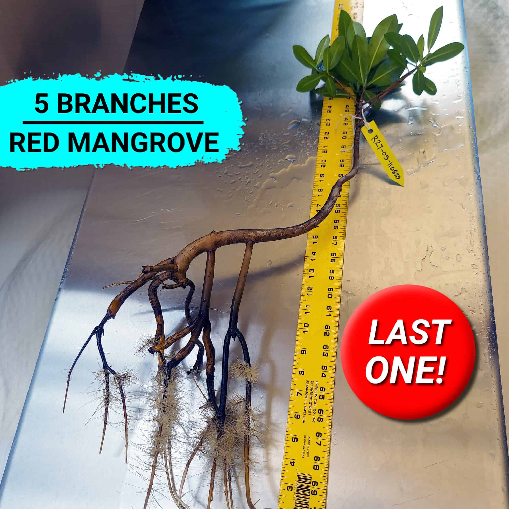 27 inch Red Mangrove Slanted Angle Bonsai Tree.