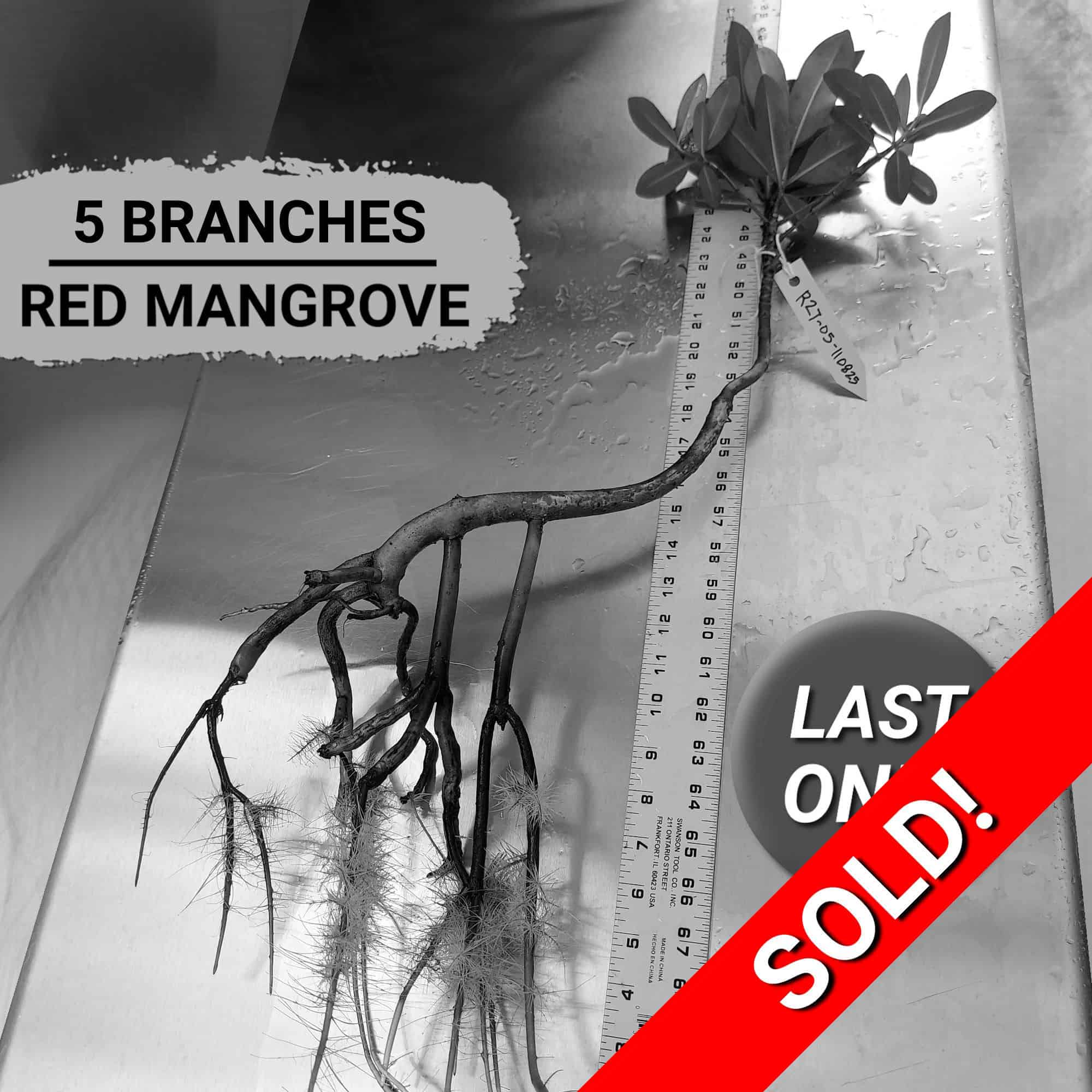 27" Red Mangrove Slanted Angle Bonsai Tree