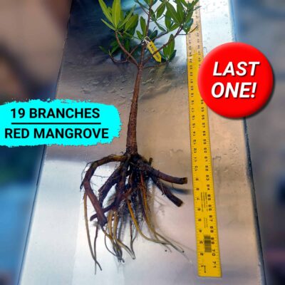 19 Branch Red Mangrove plant for sale