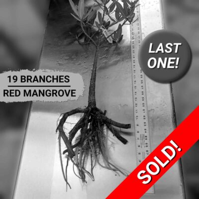 33" Red Mangrove Tree - Fully Mature Plant