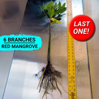 36 inch Red Mangrove Bonsai Tree For Freshwater Aquariums