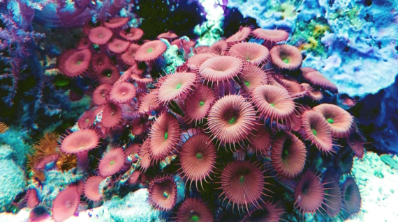 Mangroves and coral reef colors underwater
