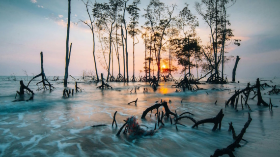 Mangrove trees standing in shallow ocean water at sunrise