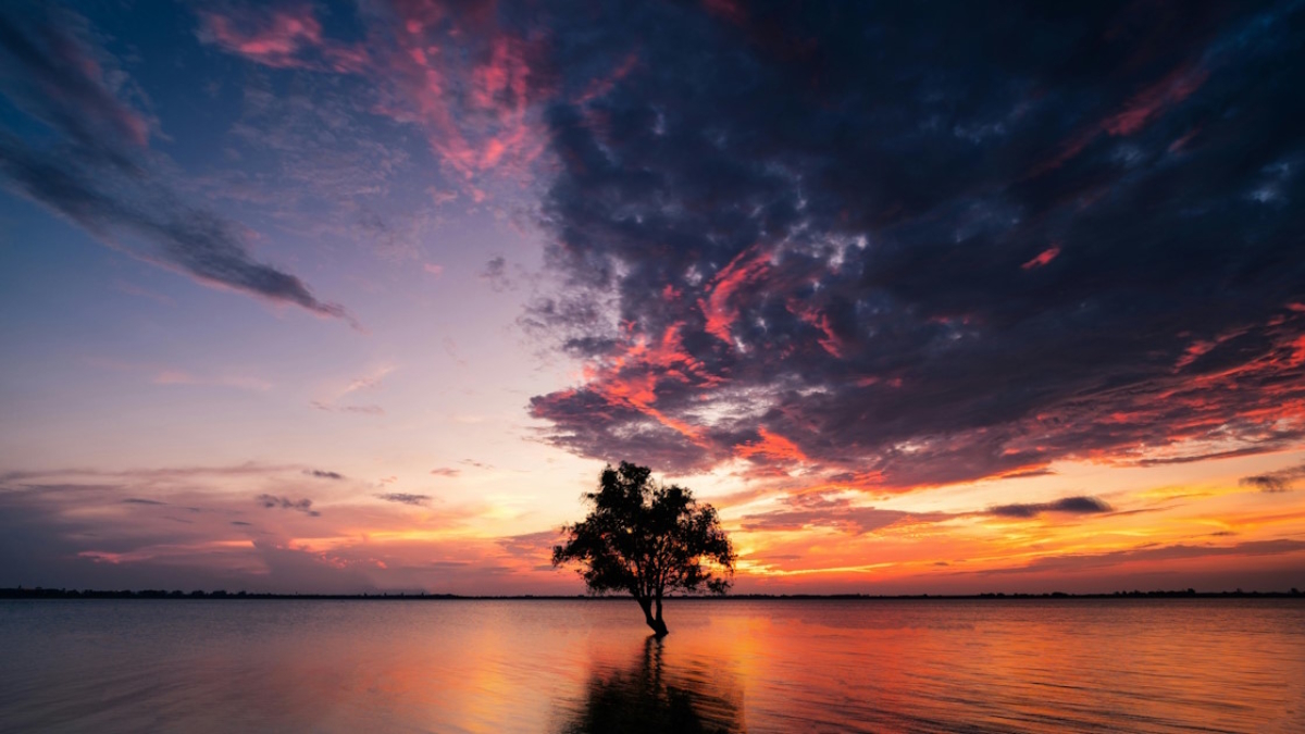 Indoor mangrove tree growing during sunset with colorful sky