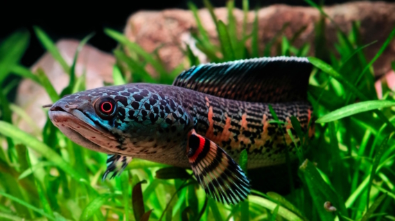 Aquarium fish swimming near aquatic plants