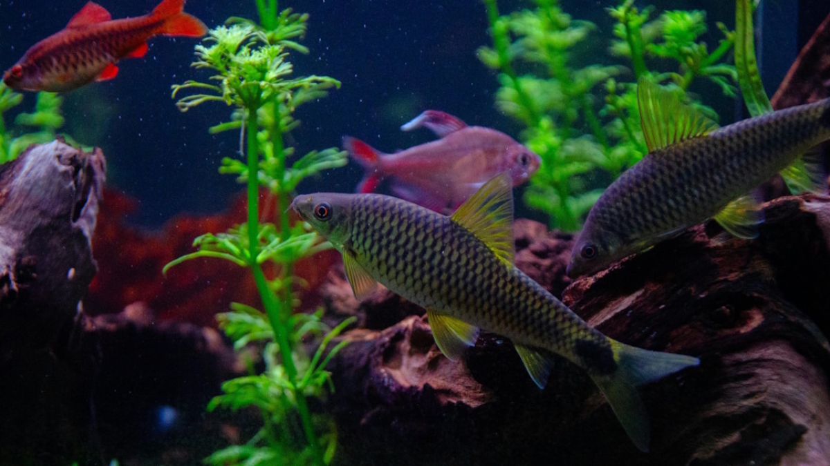 Mangrove trees growing in shallow water at low tide