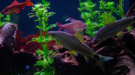 Mangrove trees growing in shallow water at low tide