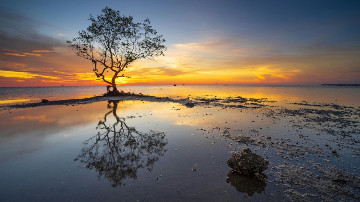 Single mangrove tree at sunrise reflected in shallow water representing natural light conditions for mangrove growth