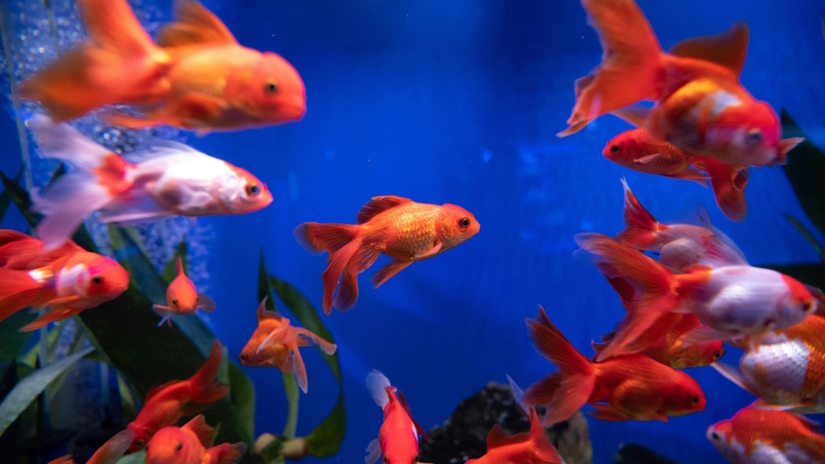 Goldfish swimming in a freshwater aquarium, highlighting nitrate buildup and natural filtration