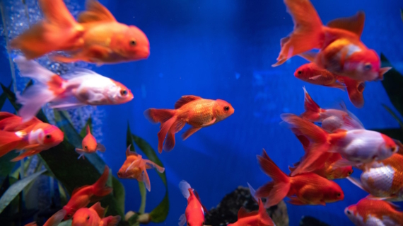 Goldfish swimming in a freshwater aquarium, highlighting nitrate buildup and natural filtration