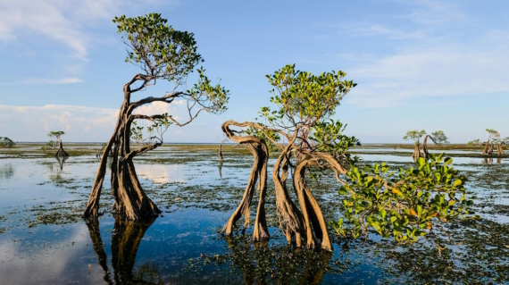Mangrove trees standing in shallow coastal water with exposed roots and green leaves