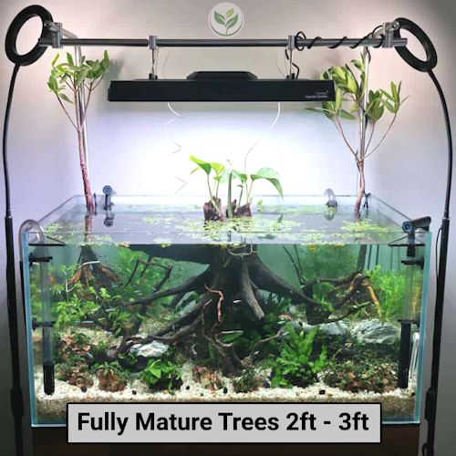 Fully mature mangrove trees displayed in an aquarium bonsai setup