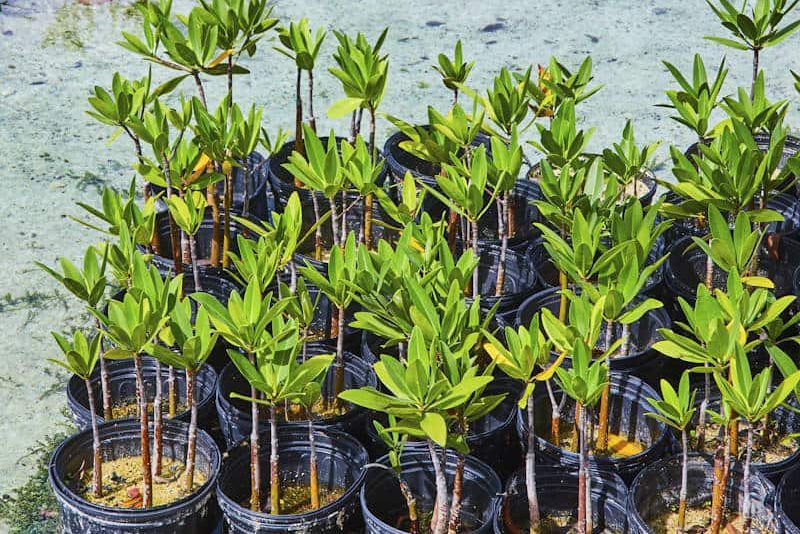 Growing Mangrove Farm - Live Mangrove Plants For Sale - Save Mangroves Nursery