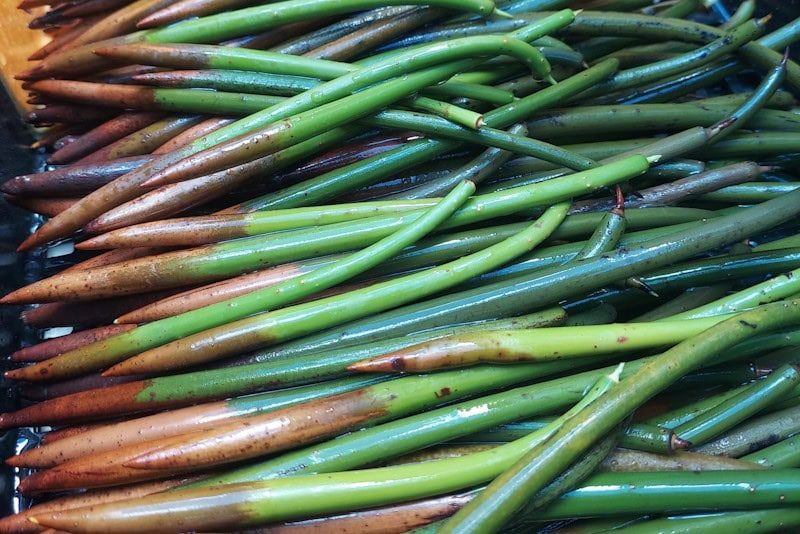 How Long Does It Take For Mangrove Propagules To Sprout - Save Mangroves Nursery